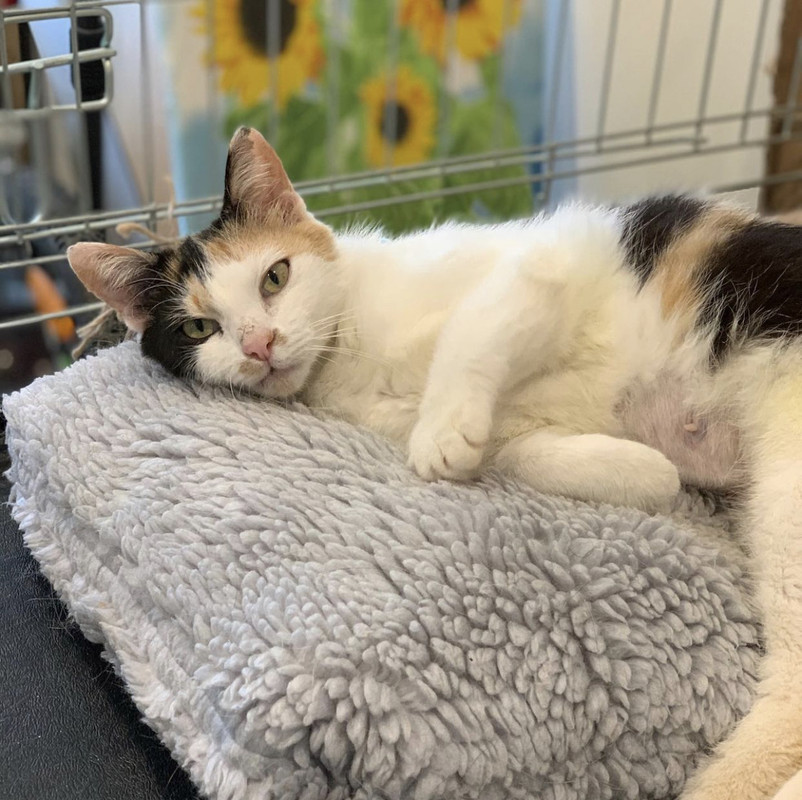 408923EA-B557-4AF4-B9F7-45A88A8C984E