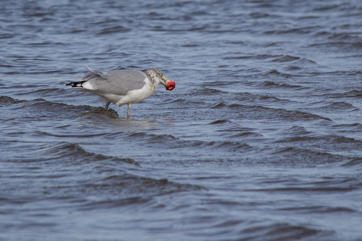 25 SW Provincetown, MA_-5