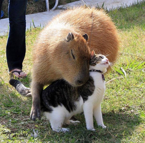 Animals-1