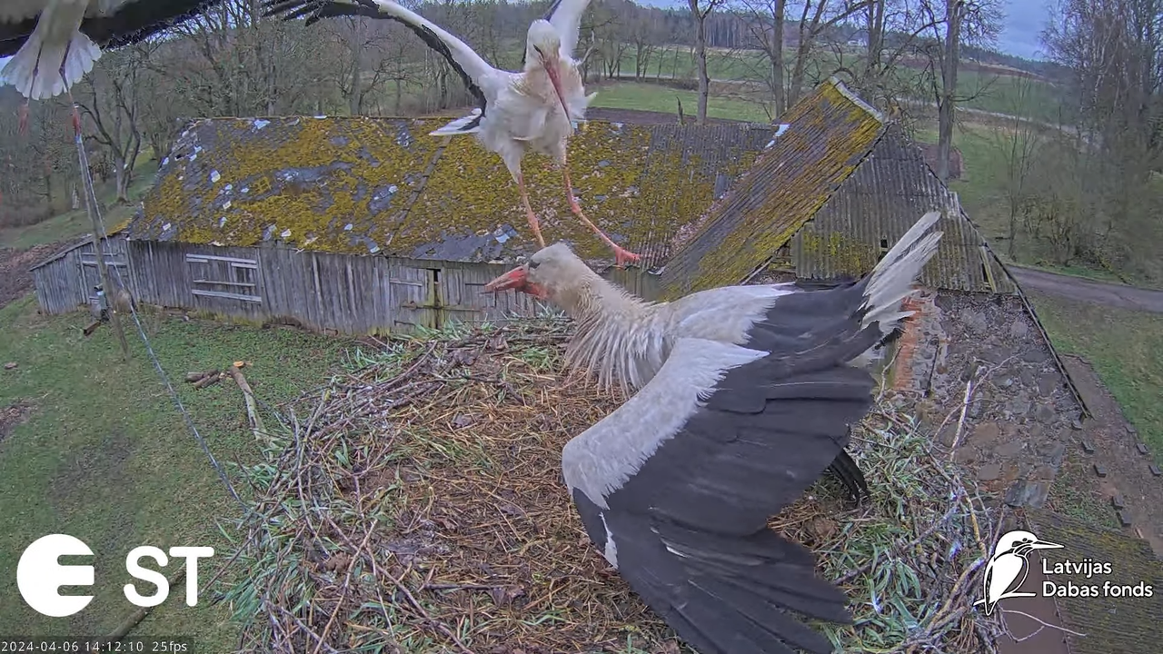 Baltie stārķi (Ciconia ciconia) Tukuma novadā - LDF tiešraide __ White storks in Tukums, Latvia 11-2