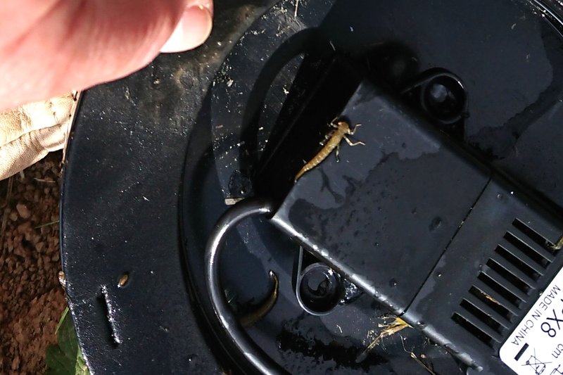 [Image: libellule-larve.jpg]