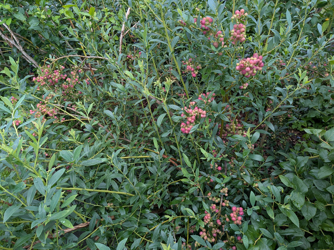 PXL_20250801_144113795