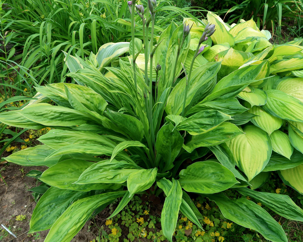 Хоста Foxfire palm Sunday