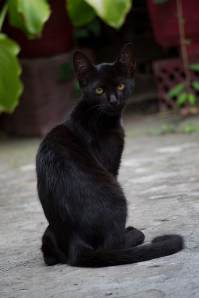 black-kitty-stock-by-ivaxxx-d7wiyaf-fullview.jpg