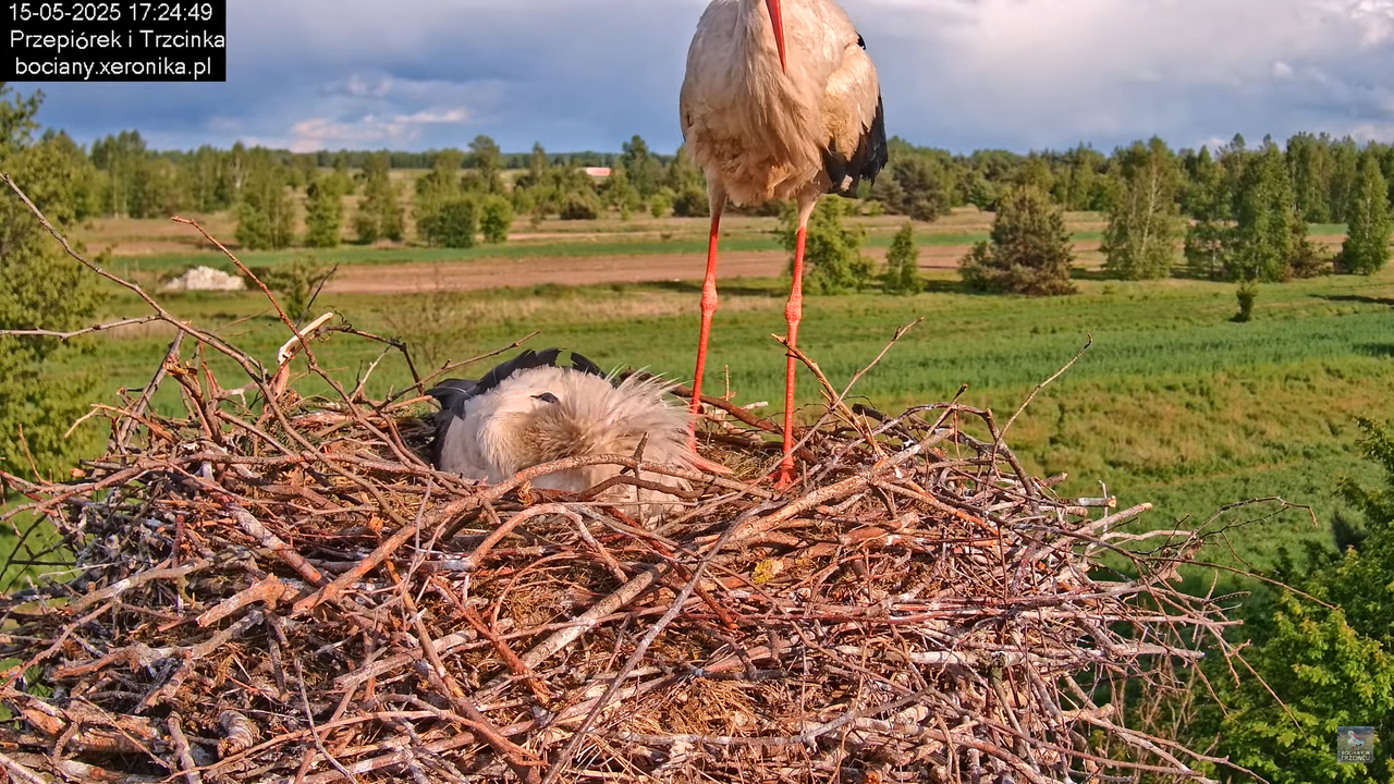 15052025bociany27