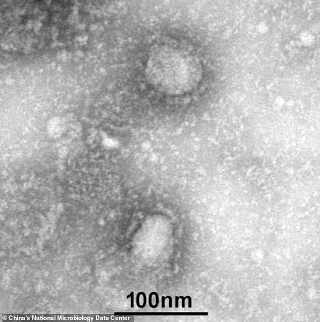 Image-of-The-Virus-2.jpg