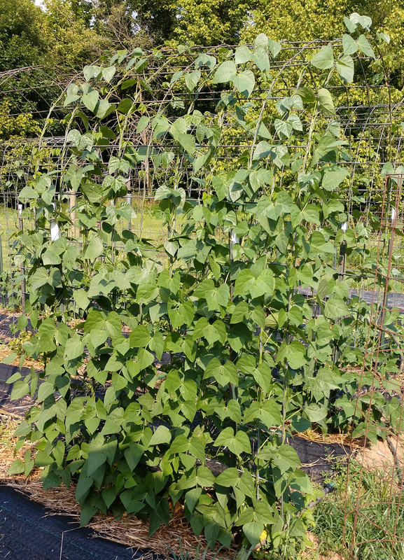 R34 AL Blackeyed Butter IMG_20200716_165606205~2