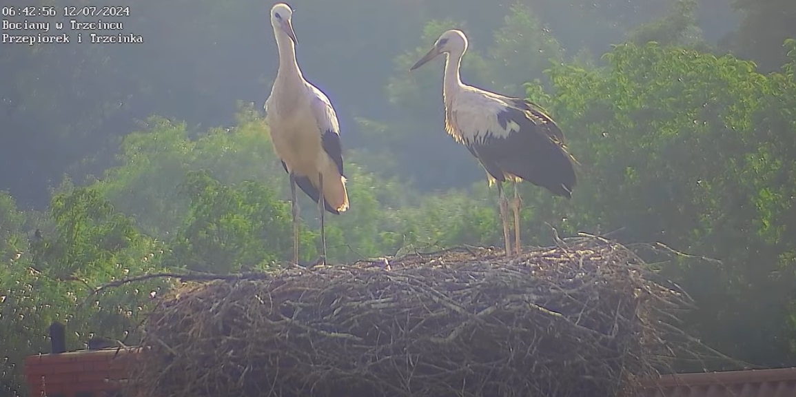 zostalydwabocianki
