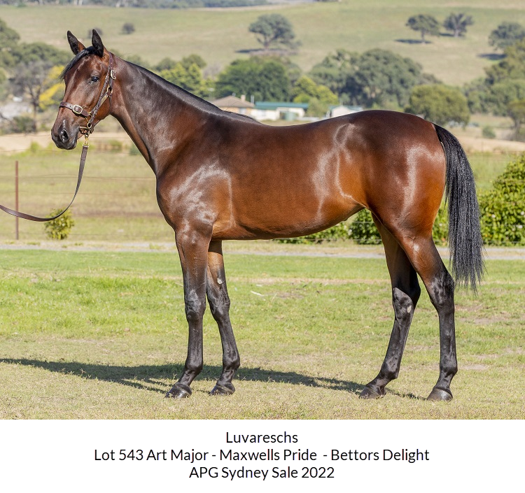 News Article Australian Harness Racing