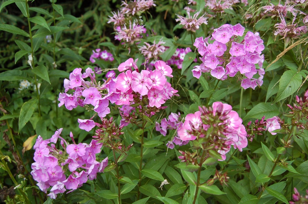 Unbekannt und Spätsommer