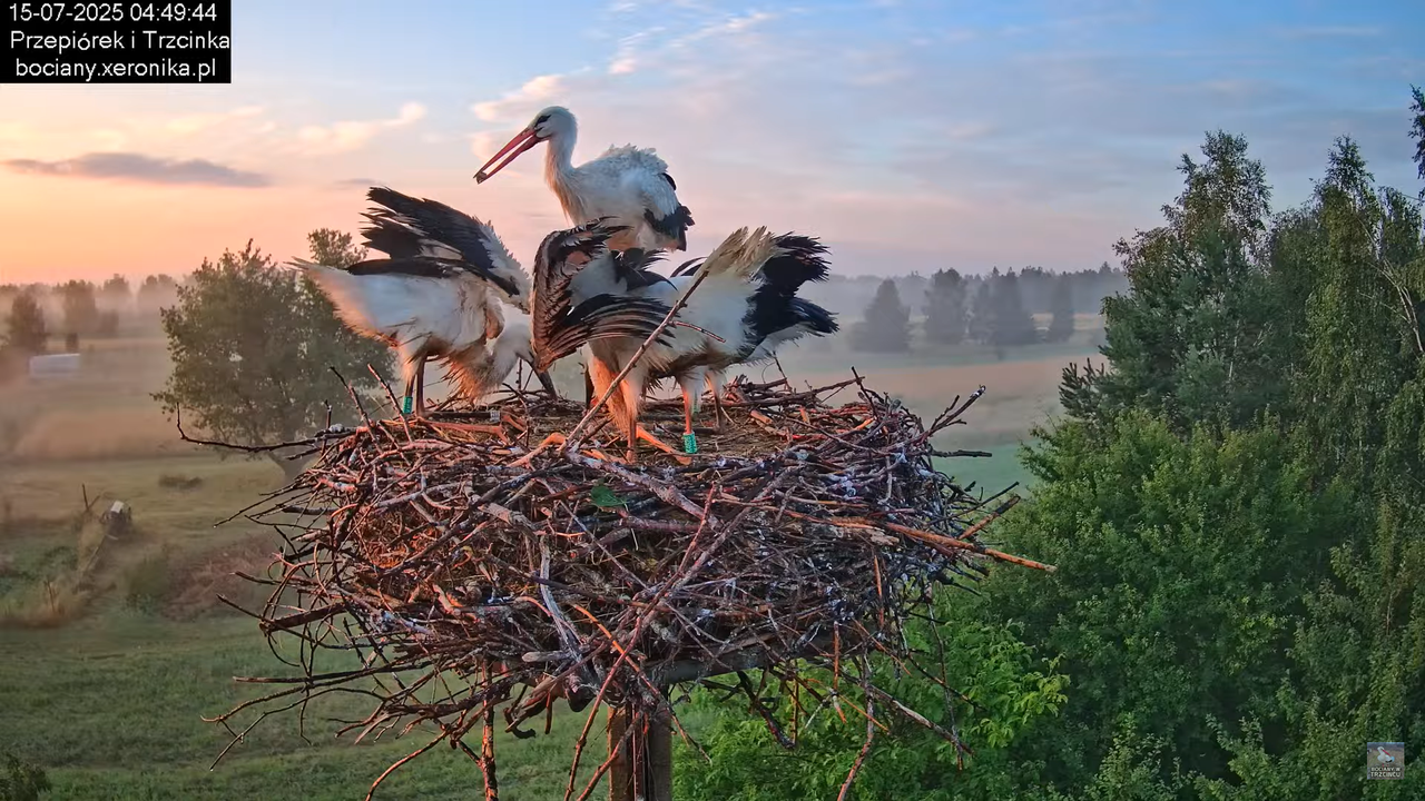 15072025bociany3