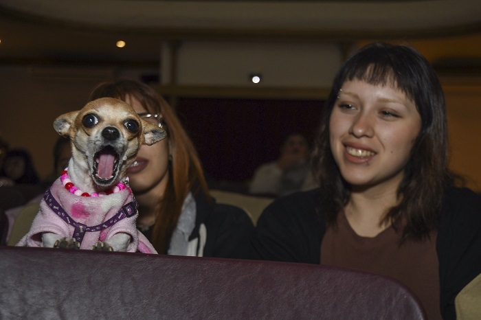fotoperrito3