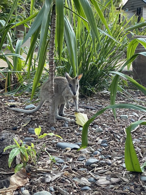 Gran barrera de coral desde el aire - El abrazo a Pearl (8)