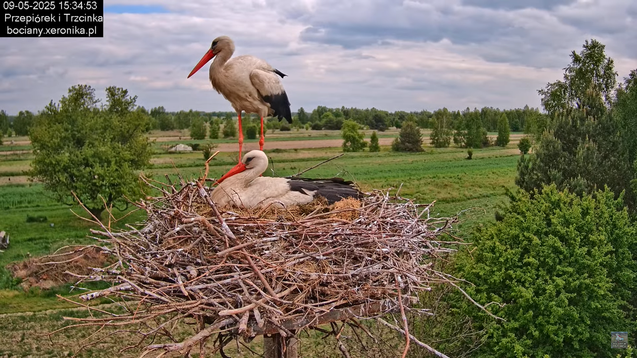 09052025bociany32