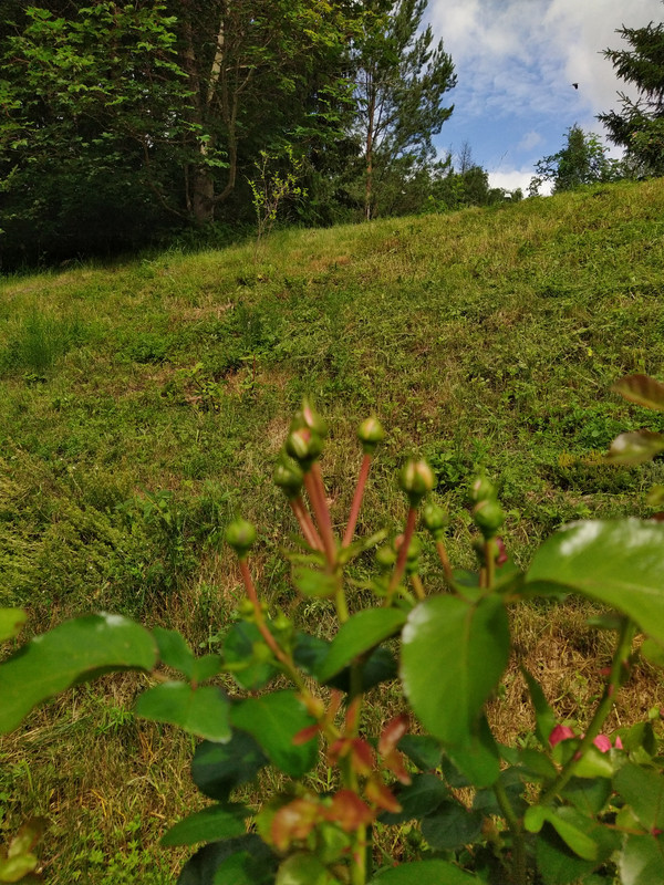 IMG_20210628_110108