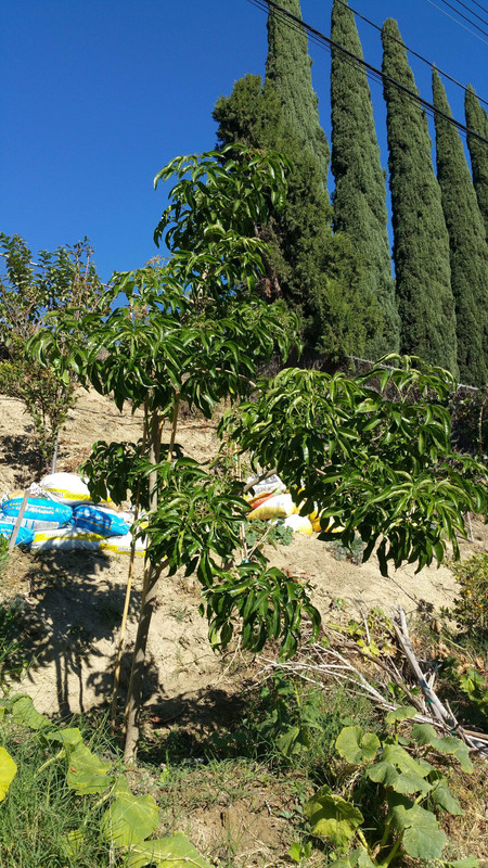 White Sapote14 (Suebelle)