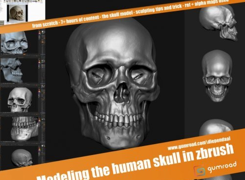 Gumroad - Modeling the human skull in zbrush