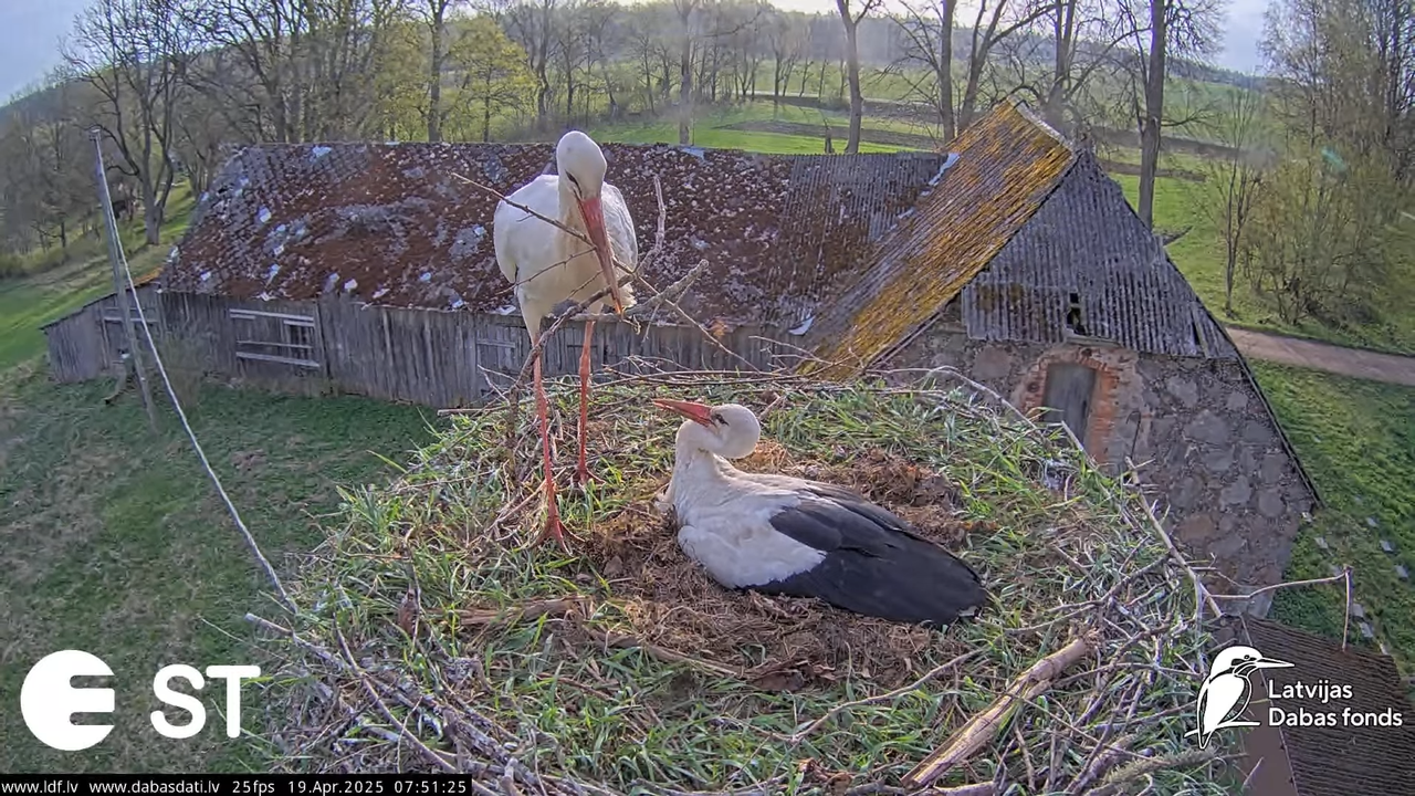 (34) Baltie stārķi (Ciconia ciconia) Tukuma novadā __ White storks in Tukums, Latvia - YouTube - 720