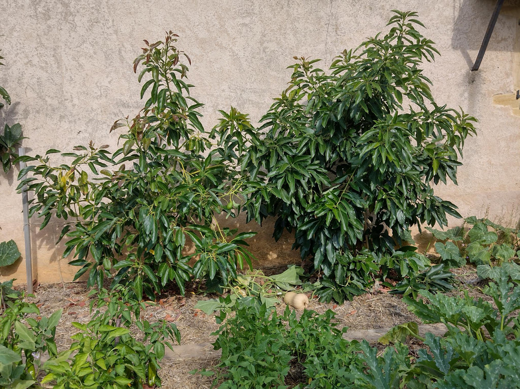 avocatiers (hass à gauche et bacon à droite) 02-09-2023