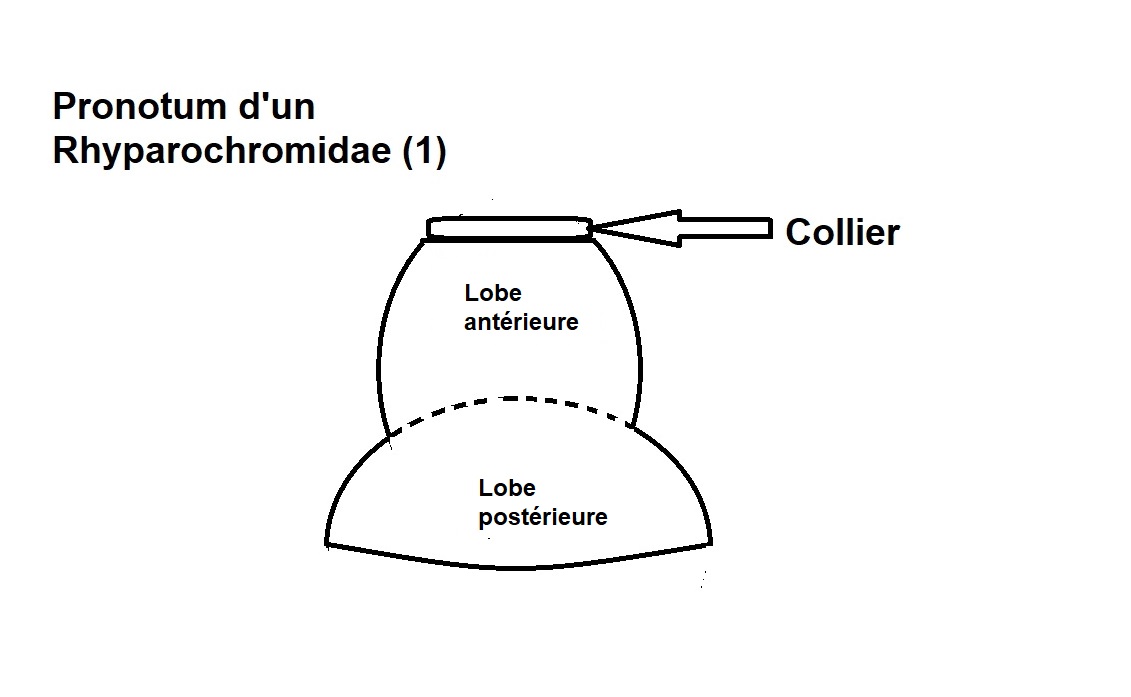 Pronotum-d-un-Rhyparochromidae-1