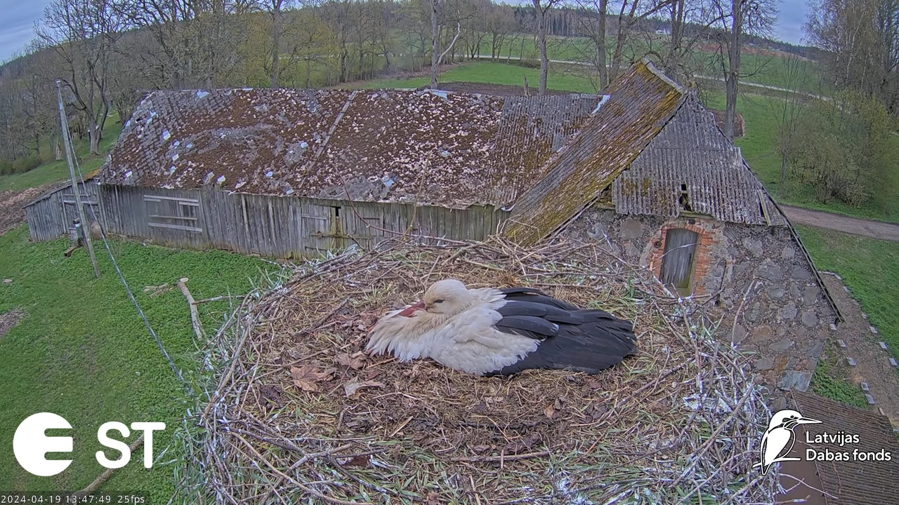 Baltie stārķi (Ciconia ciconia) Tukuma novadā - LDF tiešraide __ White storks in Tukums, Latvia 9-56