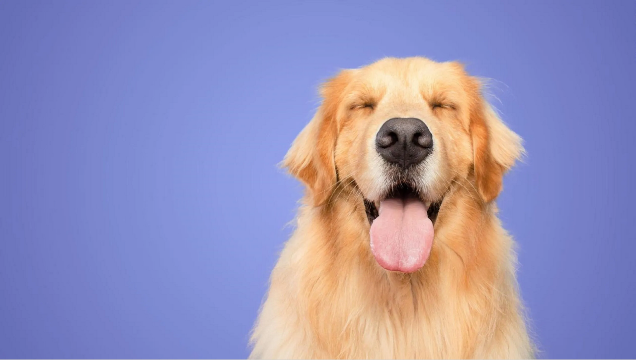 Perrito se hace viral por robar la cartera de su dueña ¿Se comió los billetes?