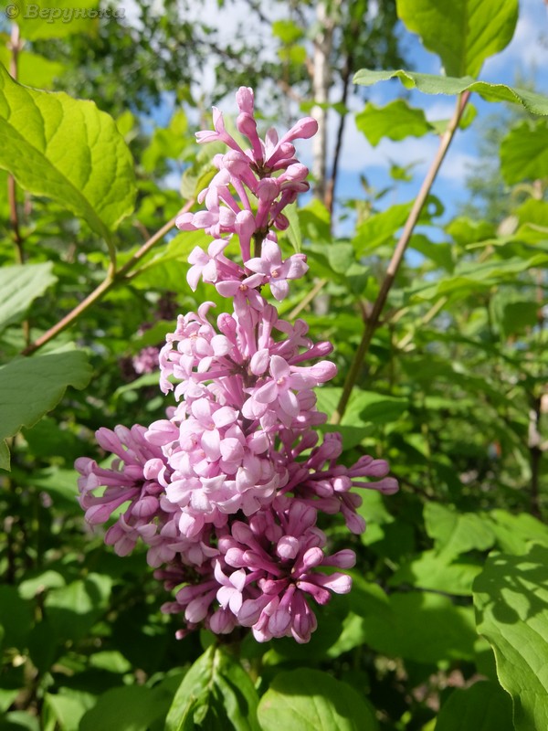 DSCF8148