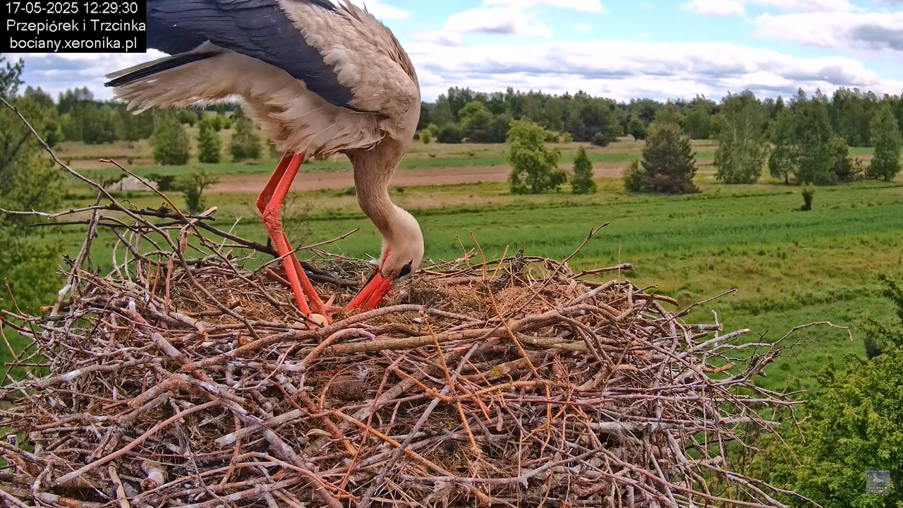 17052025bociany28