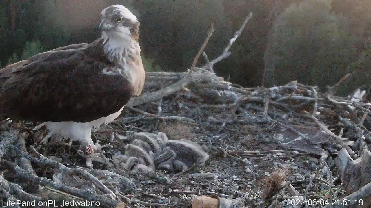 Rybołowy Online Puszcza Napiwodzko-Ramucka _ Ospreys Online in Napiwodzko-Ramucka Forest 11-55-1 scr