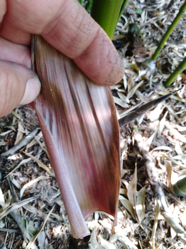 IMG_20180518_122532(1)