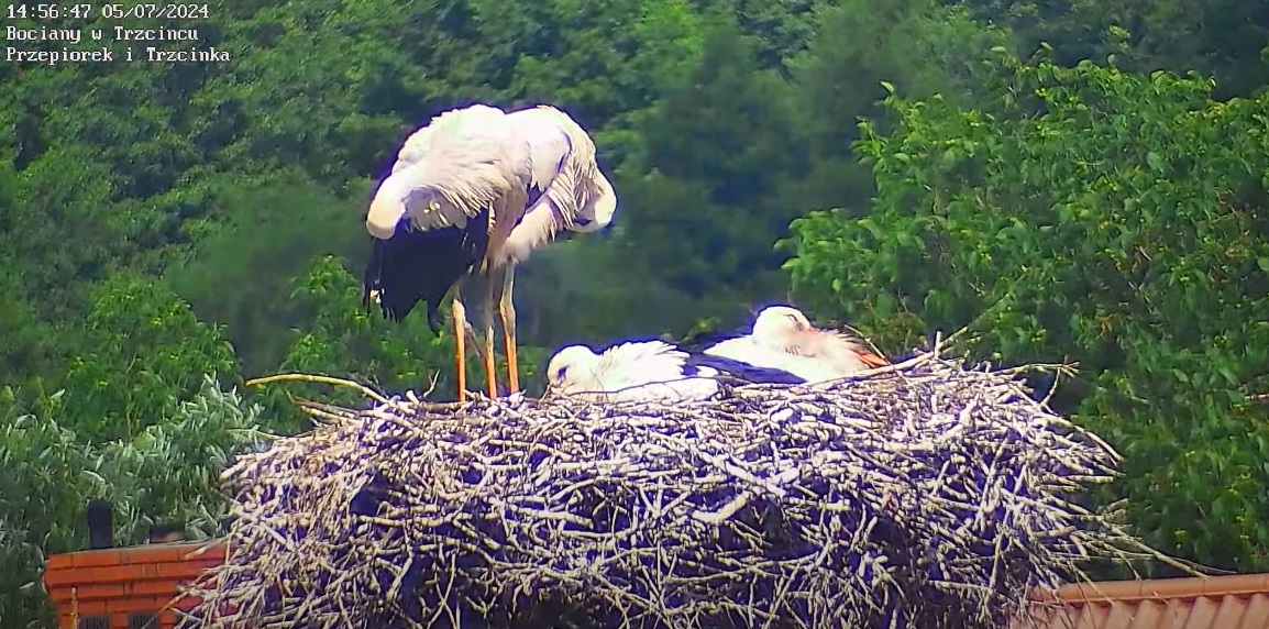 czytobocianczytostrus