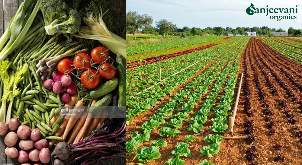 Organic vegetable farming