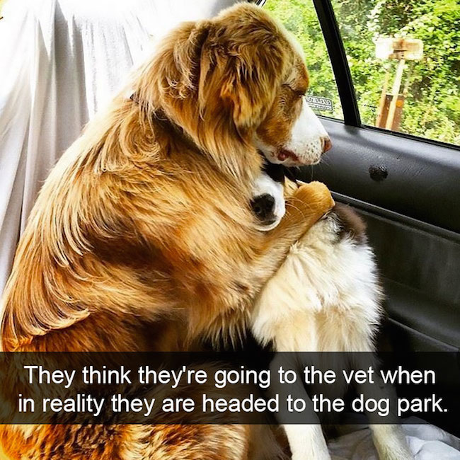 Dog Humor #2