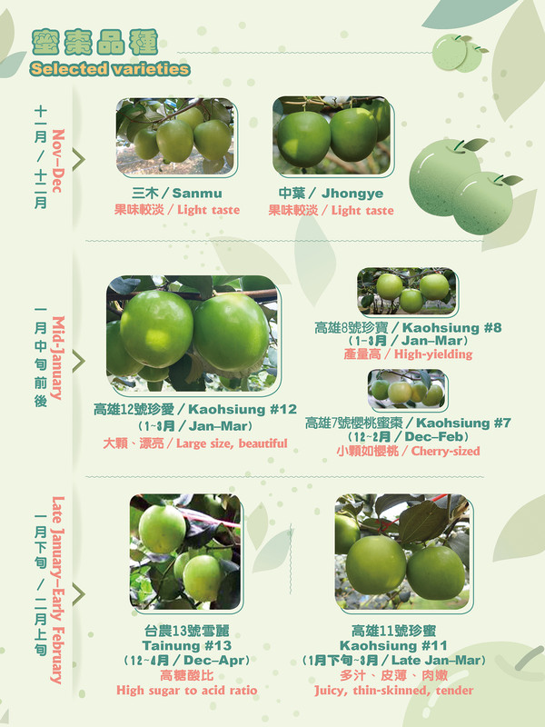 Taiwanese Jujubes