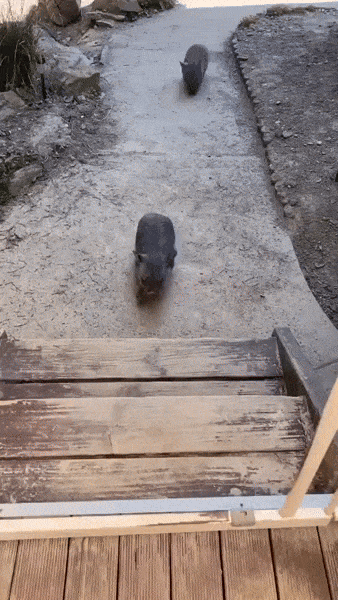 wombat-2.gif