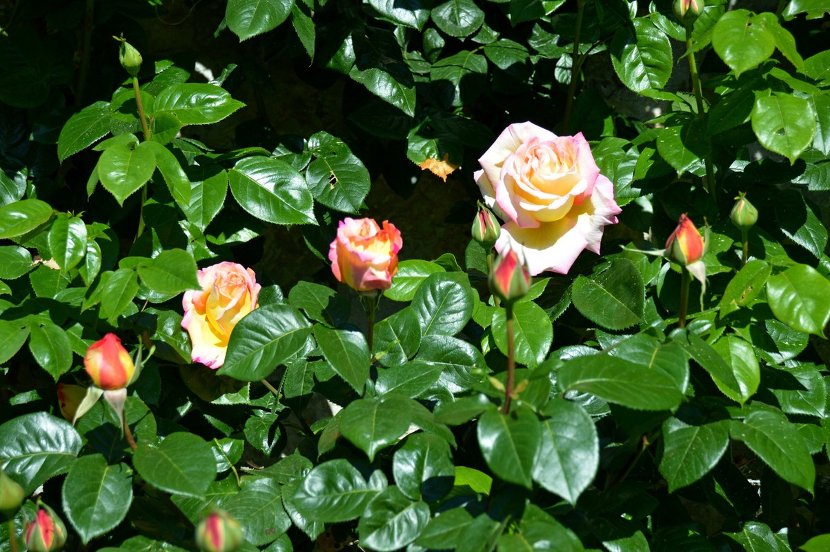 g2SSsrqB424HG7gPHjbOjTEKgAPP9jAihDdPfackYPkmZokvtB9hG9JzI1ypfpFj89q0tjgx4DBofD5bHKQ97Hie