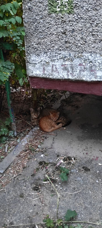 изображение_viber_2022-08-28_21-41-44-412