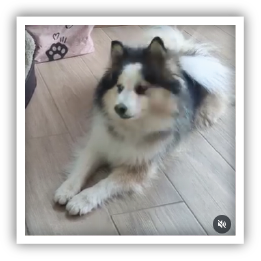 Site-Web-vignette-Instagram-Gamelle-32