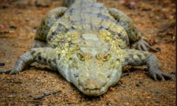 https://i.postimg.cc/PrxfW26Z/crocodil-de-l-Anagon.png