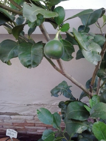 Navel-orange
