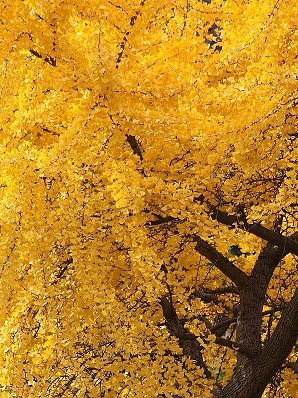 Ginkgo-NYBG.jpg