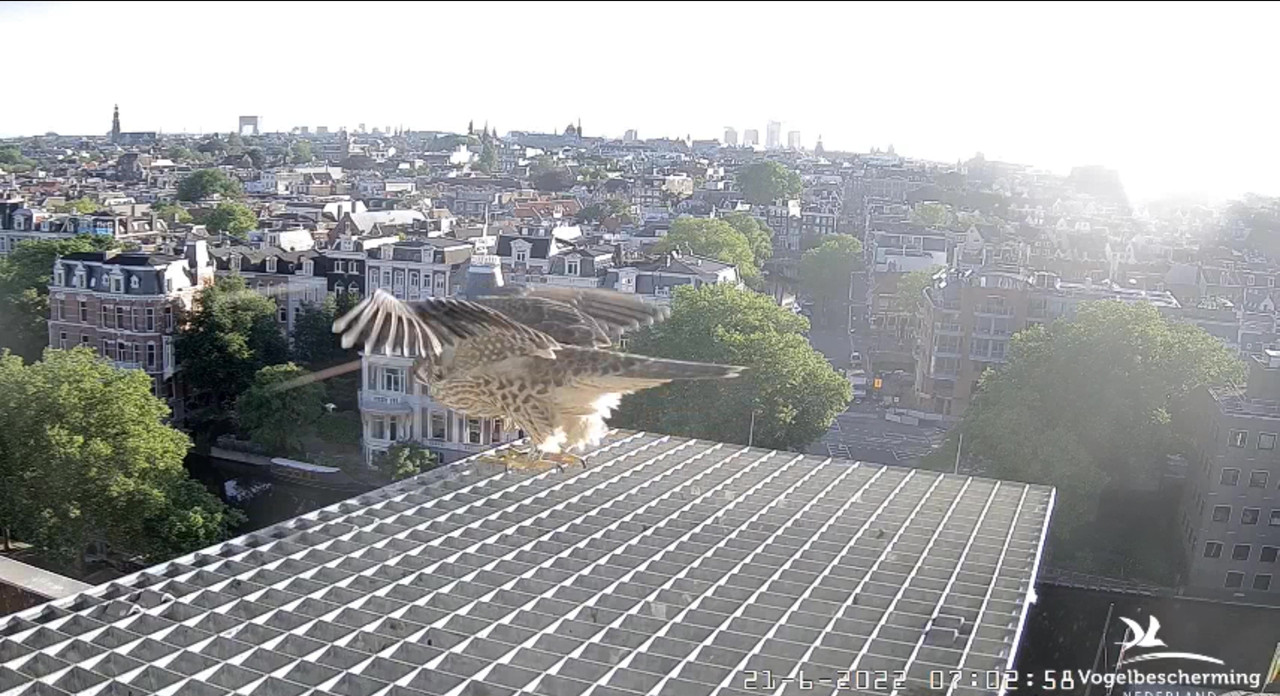 Amsterdam/Rijksmuseum screenshots © Beleef de Lente/Vogelbescherming Nederland - Pagina 30 Video-2022-06-21-070355-Moment-6