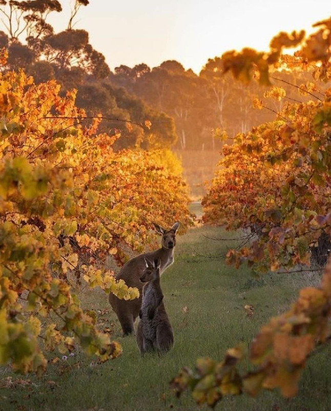 Screenshot_20231127_235142_Instagram