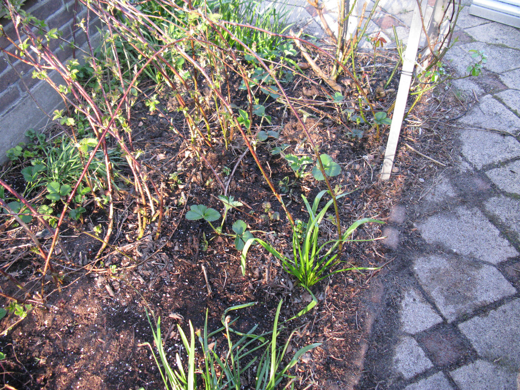 IMG-1423.jpg