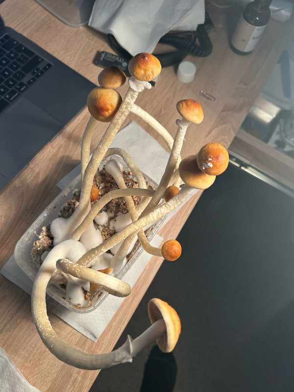 WhatsApp Image 2024-02-12 at 23.04.05