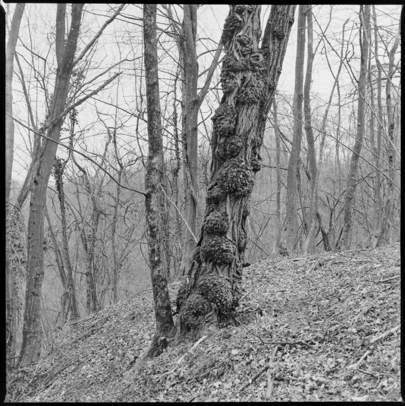 Zenza Bronica S2A_04mar2022_07 (1276x1280)