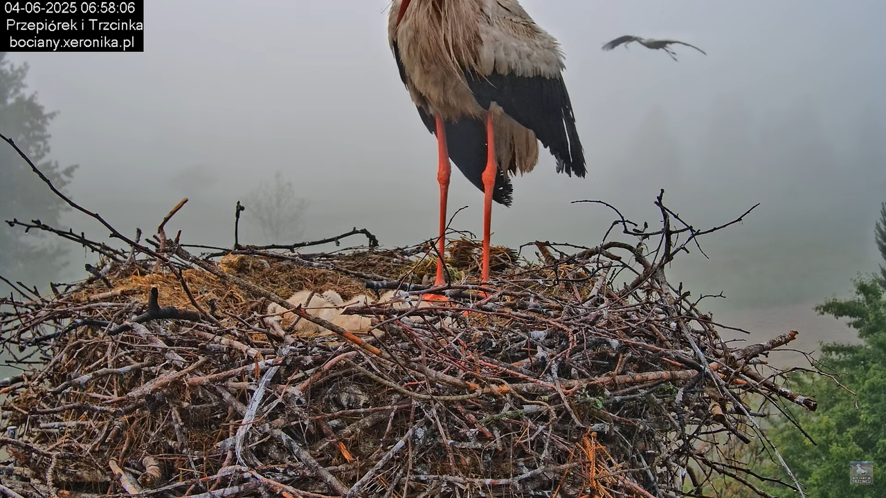 04062025bociany17