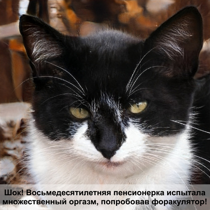 purina pro plan для кошек