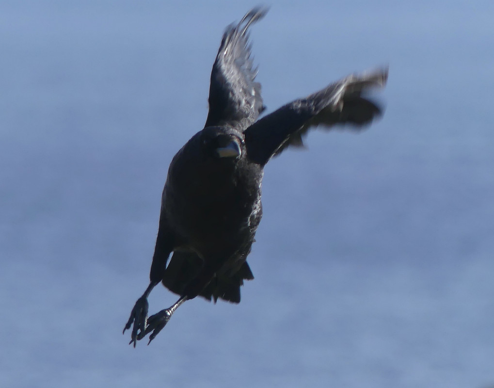 CROW TOO LATE 3 110824