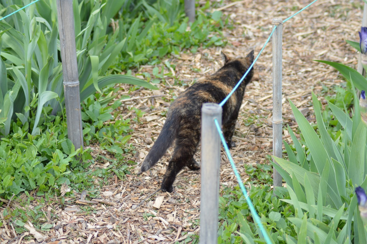 пеструшка в ирисах4